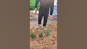 Dụng cụ trồng cây con #shorts #tienichthongminh