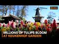 Millions of Tulips bloom  at Keukenhof garden in Netherlands
