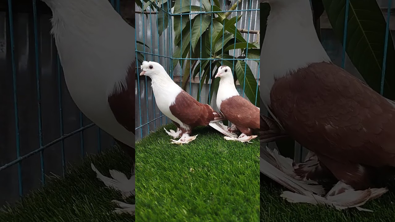 shek-sarli pigeons 