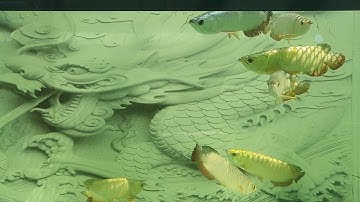 Nine (dragons) arowanas from VietNam. HỒ CÁ CỬU LONG QUÁ BỐI