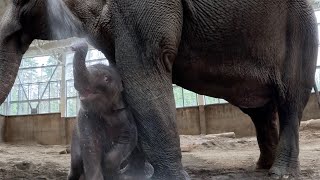 Four Minutes Of Baby Elephant Tula Playing In A Warm Shower