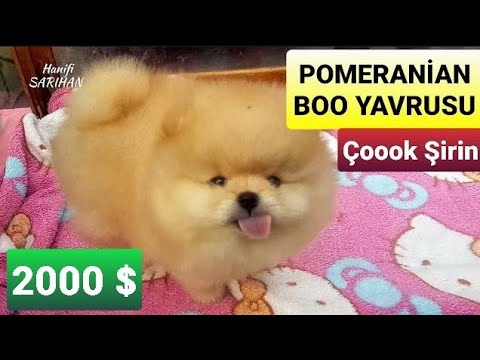 Cute And Funny Baby Animals Pomeranian Boo Dog Dog Videos Youtube