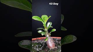 Adenium growing from seed #greentimelapse #gtl #timelapse