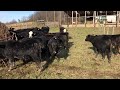 Feeding baleage an checking calves on a Sunday afternoon