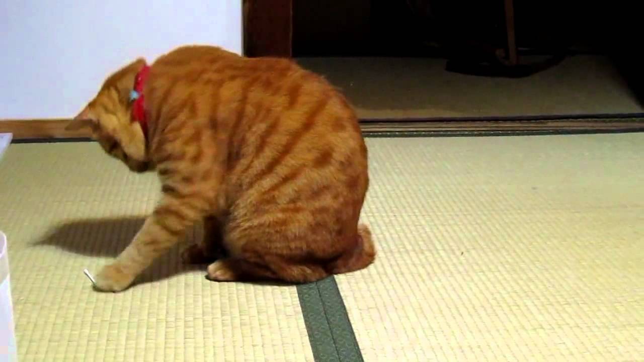 Cat playing with a cotton swab YouTube