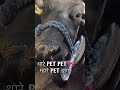Pet❌ डांगर ✅ #pet #desi #viral #youtubeshorts #shortsvideo