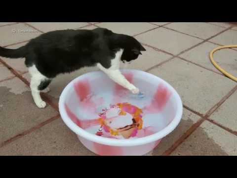watershed Cat Vs Robo Fish | 4K