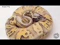 Ball Python Season Finale : The Python Hunter : AnimalBytesTV