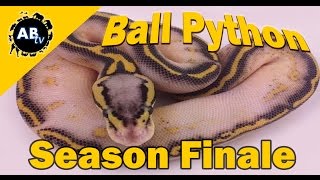 Celebrity Ball Python Season Finale : The Python Hunter : AnimalBytesTV Profile