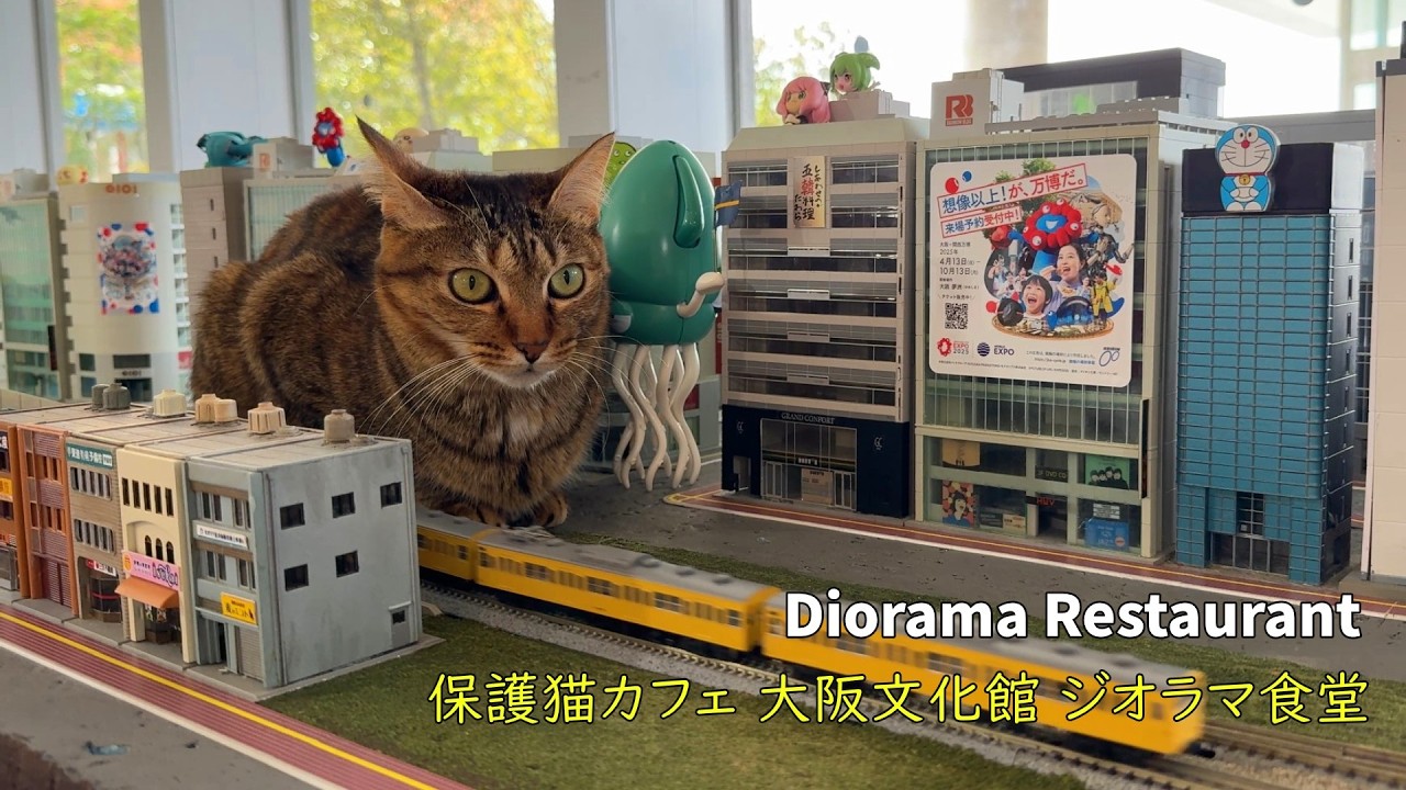 プリカフェ ジオラマ ジオラマ食堂】24匹の猫とモフモフ癒される猫カフェで遊んでみた 大阪