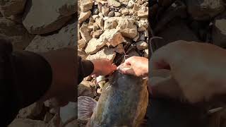 GIANT Flathead Eats My BIGGEST Bait