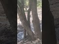 وحيث مر الغيل