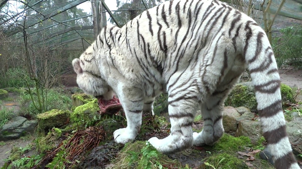 White Tiger Diet