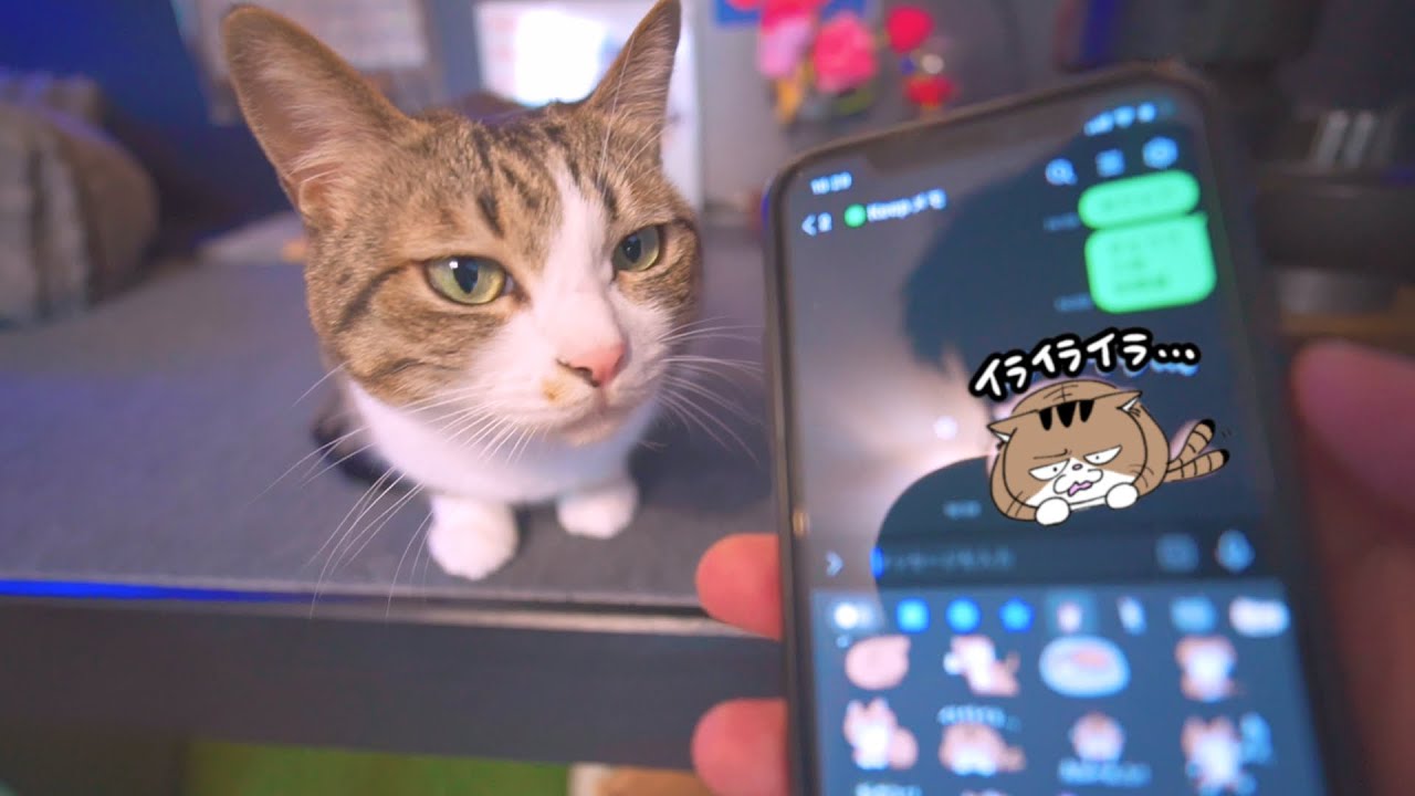 I got permission from my cat to make LINE stickers. - YouTube