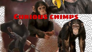 Curious chimps is CRAZY!!! (a hacker joined)