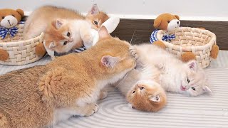 Mother cat tenderly bathes each of kittens with great care and attention || Daily of Mom cat