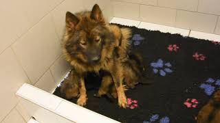 20190801 - Portée Nanuuq X Nashoba