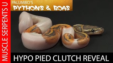 HYPO PIED BALL PYTHONS: Double Recessive Beauties