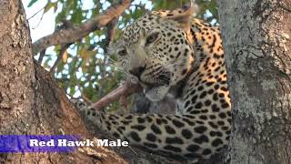 15 Leopards in 8 days at Mala Mala by Erin’s Gym and Africa Videos 661 views 5 months ago 2 minutes, 26 seconds