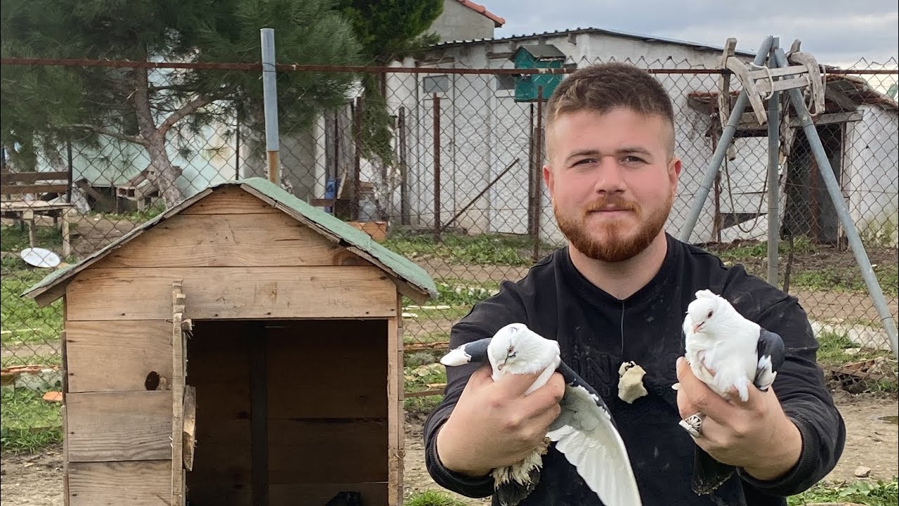 Güvercinlere Eşhane Hazırladım Mükemmel Oldu