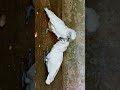 Love Birds 💕🕊️ || Mobile Videography #shorts #lovebirds #status #love