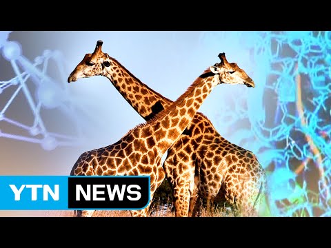 기린의 목이 길어진 이유 찾았다 / YTN (Yes! Top News)