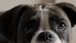 Student Bulldog Energy Drink Tv Advert