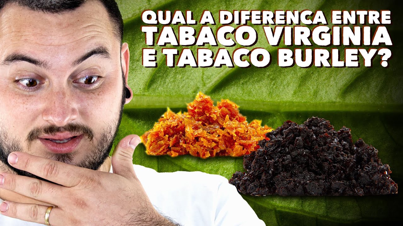 burley tobacco vs virginia ANÁLISE QUAL A DIFERENÇA ENTRE TABACO VIRGÍNIA E BURLEY SESSAO COM FIRFAO