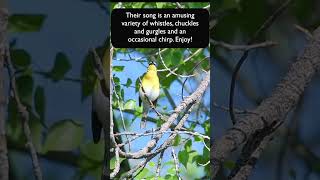 The Amusing And Varied Call Of The Yellowbreasted Chat