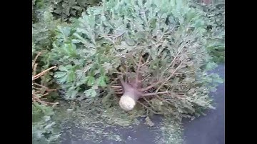 Red Flag - Xmas Tree Graveyard