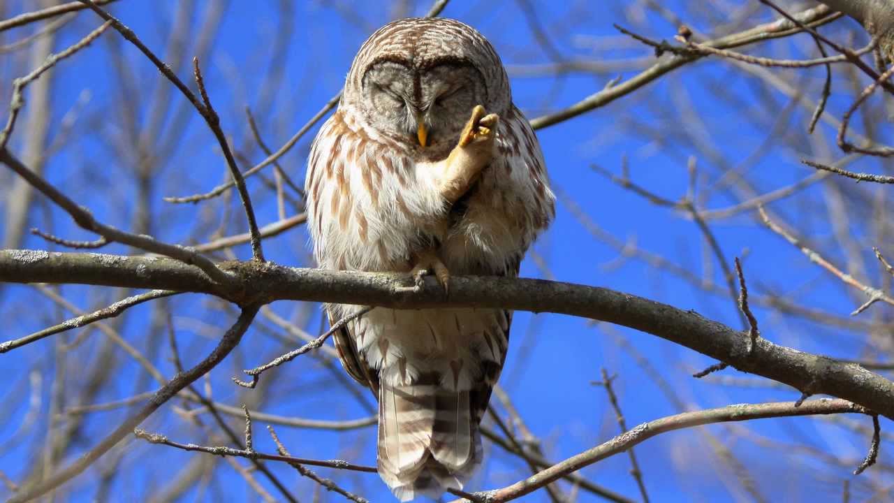 Woodpecker and Owl YouTube