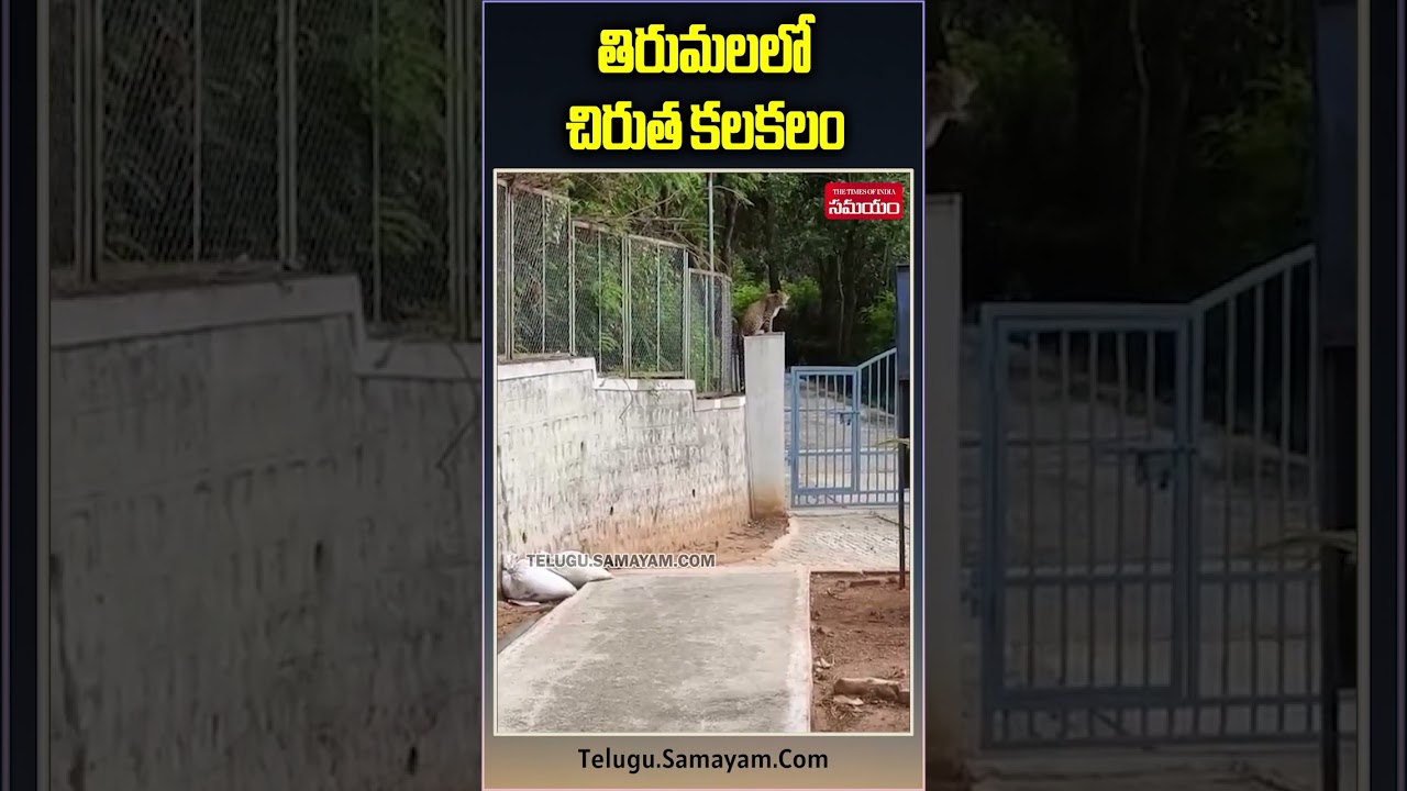 Leopard Spotted at Footpath Route, Sitting on a Wall In Tirumala 