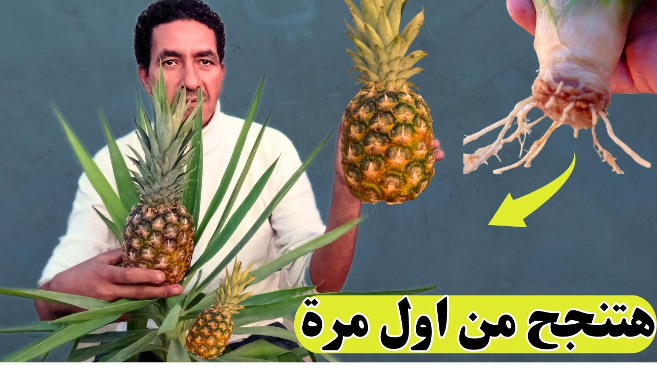 زراعة الاناناس فى المنزل باسهل طريقة وبدون اخطاء وازاى تخليها تنمو بسرعة الصاروخ وتعمل خلف كتير🍍🍍