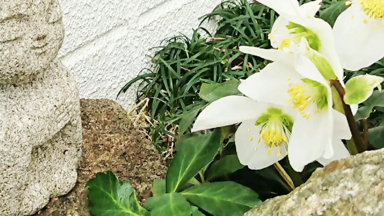 樹木葬 芝桜庭園樹木葬 春 夏 永代供養墓 関西の樹木葬 奈良県速成寺 ナチュラルガーデン Youtube