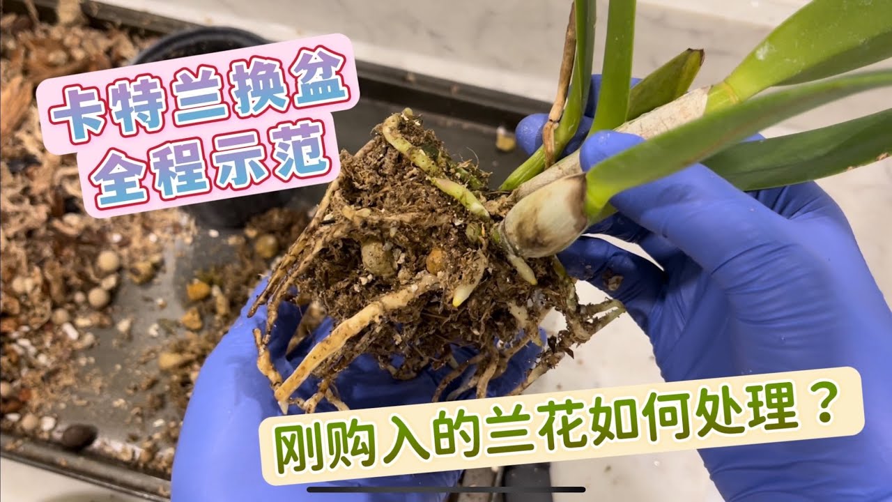 新买的兰花如何处理？带花苞能马上换盆吗？拆光植料？换盆后如何浇水？卡特兰为例全程解说，细节干货满满，让兰花换盆后远离烂根快速服盆！坐标多伦多