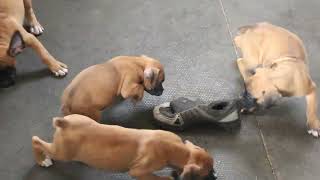 Boxer Puppies For Sale