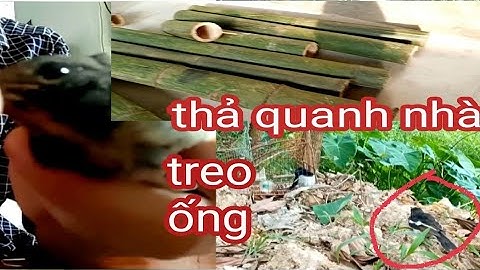 Bẫy chòe than chuyền 2021 T18 / thả chim treo ống cho vụ ss năm sau