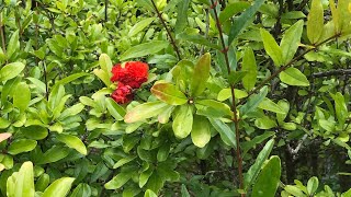 Pomegranate flowering at Hampstead Heath park, double flowered hybrid   #shorts
