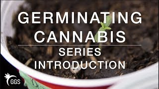 How to Germinate Cannabis Seeds for Organic No-Till Gardens: Series Introduction (Mad Science)