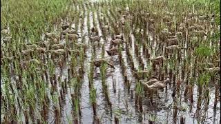 Bebek mencari makan di sawah l angon bebek petelur