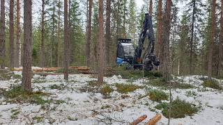 Rottne H8 Thining Pine