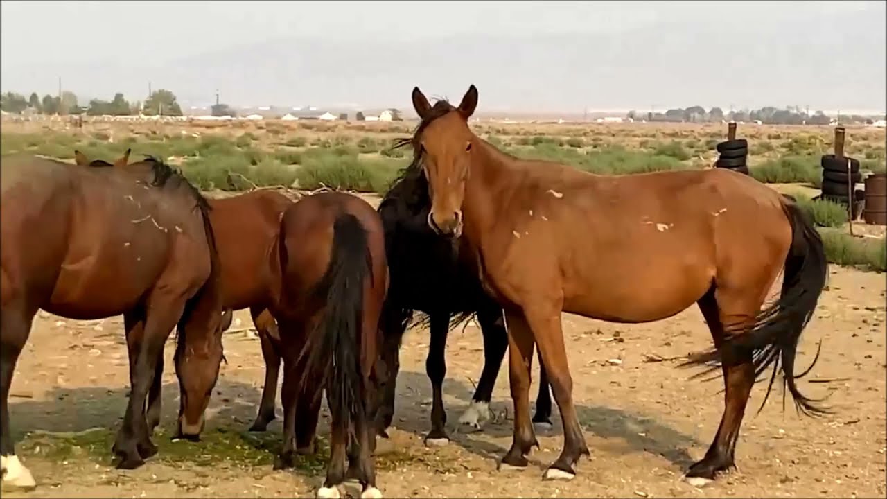 Shawn Burgett Amistosa YouTube