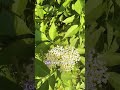 Es ist Holunderlütenzeit! 🥰 🌸