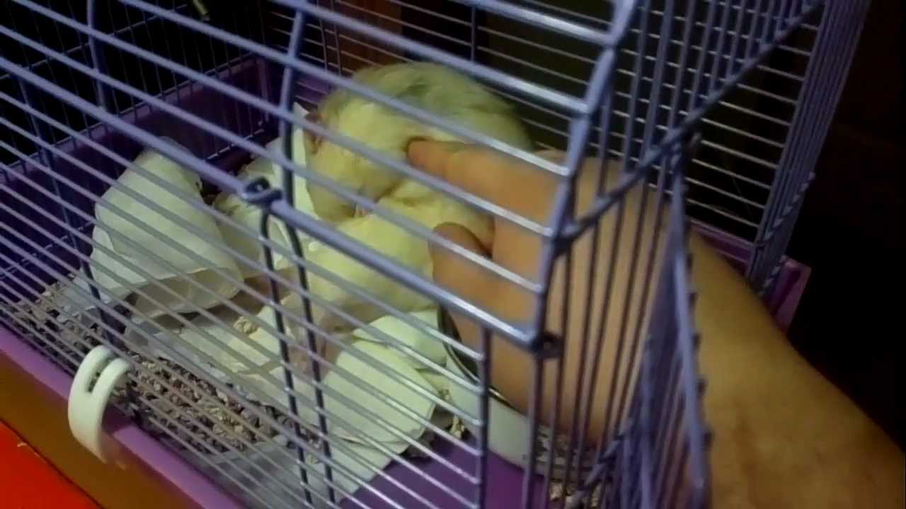 Ласковый крыс / Sweet rat