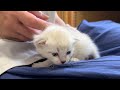 子猫を抱っこしたらママ猫が睨んでいました