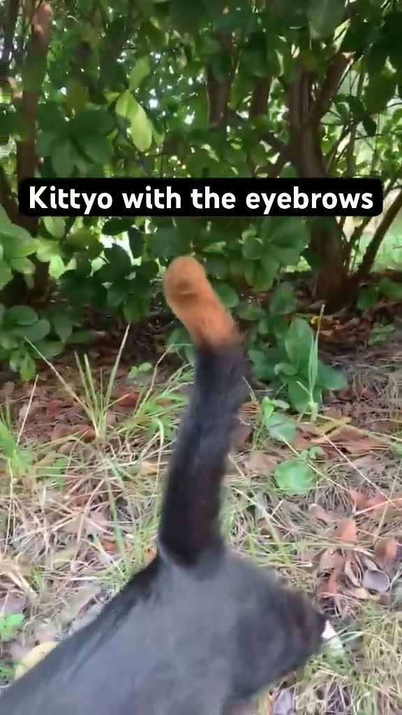 Luhh Kittyo with the eyebrows nah they going in