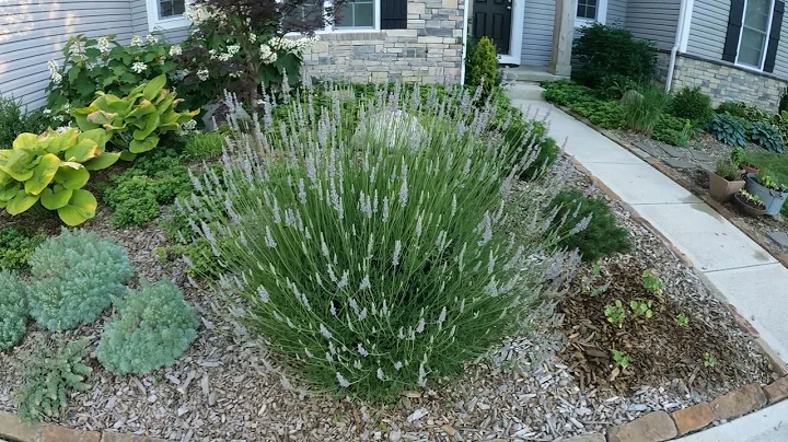 Bees on lavender plant