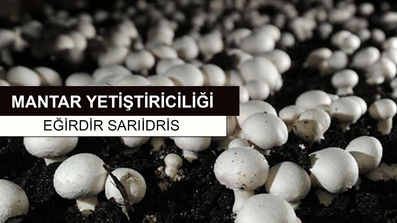 MANTAR YETİŞTİRİCİLİĞİ SARIİDRİS TARIM AKTÜEL