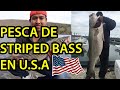 PESCANDO STRIPED (gigantes bass)caza y pesca