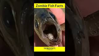 Zombie Fish Facts Toomuchfacts